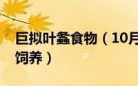 巨拟叶螽食物（10月08日巨拟叶螽怎样家庭饲养）