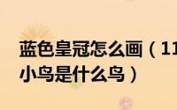 蓝色皇冠怎么画（11月17日头戴皇冠的蓝色小鸟是什么鸟）