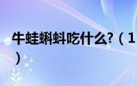 牛蛙蝌蚪吃什么?（11月17日牛蛙蝌蚪怎么吃）