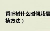 香叶树什么时候栽最佳（11月17日香叶树种植方法）