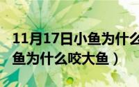 11月17日小鱼为什么咬大鱼呢（11月17日小鱼为什么咬大鱼）