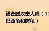 鳄雀鳝攻击人吗（11月18日鳄雀鳝为什么怕巴西龟和鳄龟）