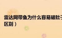 雷达网带鱼为什么容易破肚子（11月18日网带鱼与雷达鱼的区别）