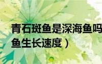 青石斑鱼是深海鱼吗（11月18日野生青石斑鱼生长速度）