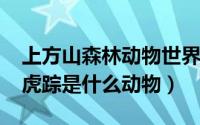 上方山森林动物世界（10月08日森林漆黑现虎踪是什么动物）