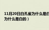 11月20日白孔雀为什么是白的还是黄的（11月20日白孔雀为什么是白的）