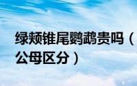 绿颊锥尾鹦鹉贵吗（11月20日绿颊锥尾鹦鹉公母区分）
