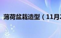 薄荷盆栽造型（11月20日盆栽薄荷怎么养）