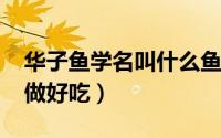 华子鱼学名叫什么鱼（10月08日华子鱼怎么做好吃）