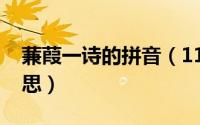 蒹葭一诗的拼音（11月20日蒹葭的读音和意思）
