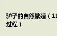 驴子的自然繁殖（11月21日驴的自然繁育的过程）