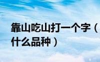 靠山吃山打一个字（11月20日靠山王核桃是什么品种）