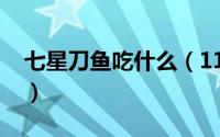 七星刀鱼吃什么（11月20日七星刀鱼喂什么）