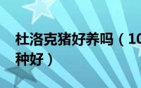 杜洛克猪好养吗（10月08日杜洛克猪什么品种好）