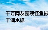 千万网友围观怪鱼被抓到了 千万网友围观抽干湖水抓