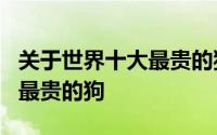 关于世界十大最贵的狗排名是哪些 5种世界上最贵的狗