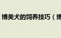 博美犬的饲养技巧（博美犬饲养照顾全攻略）
