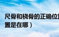尺骨和桡骨的正确位置（尺骨和桡骨的正确位置是在哪）