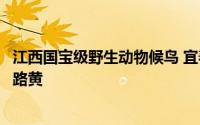 江西国宝级野生动物候鸟 宜春首次发现罕见物种五岭管茎过路黄