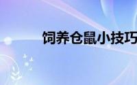 饲养仓鼠小技巧（如何饲养仓鼠