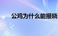 公鸡为什么能报晓 公鸡能报晓的原因