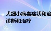 犬细小病毒症状和治疗方法 犬细小病毒病的诊断和治疗