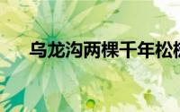 乌龙沟两棵千年松树 河北涿鹿黄羊山）