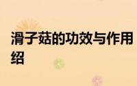 滑子菇的功效与作用（滑子菇的功效与作用介绍