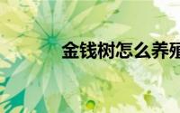 金钱树怎么养殖 如何养金钱树
