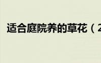 适合庭院养的草花（25种观赏草观叶赏花）