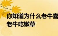 你知道为什么老牛喜欢吃嫩草吗 农村人常说老牛吃嫩草