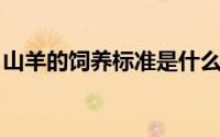 山羊的饲养标准是什么 绵羊和山羊哪个好养）