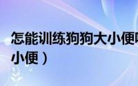 怎能训练狗狗大小便呢（如何训练狗狗固定大小便）