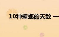 10种蟑螂的天敌 一年能繁殖上千万只）