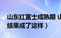 山东红富士成熟期 山东红富士移栽到浙江后结果成了这样）