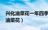 兴化油菜花一年四季都有 那一抹金黄的千垛油菜花）