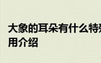 大象的耳朵有什么特殊作用（大象的耳朵的作用介绍