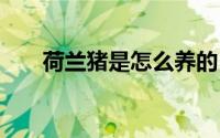 荷兰猪是怎么养的 这些知识你知道吗