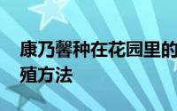 康乃馨种在花园里的养殖方法 康乃馨盆栽养殖方法