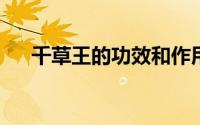 千草王的功效和作用（千草王功效如下