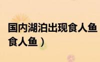 国内湖泊出现食人鱼（网传文成珊溪水库惊现食人鱼）