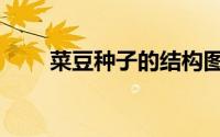 菜豆种子的结构图（种子的结构图）