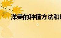 洋姜的种植方法和时间（洋姜的种植）