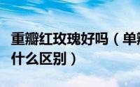 重瓣红玫瑰好吗（单瓣红玫瑰和重瓣红玫瑰有什么区别）