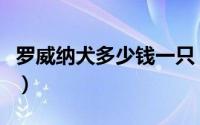 罗威纳犬多少钱一只（罗威纳犬的优点和缺点）