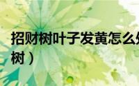 招财树叶子发黄怎么处理怎么补救视频（招财树）