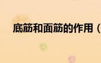 底筋和面筋的作用（底筋和面筋的区别）