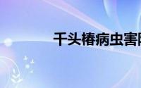 千头椿病虫害防治（千头椿）