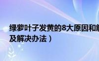 绿萝叶子发黄的8大原因和解决方法（绿萝叶子发黄的原因及解决办法）