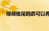 绿颊锥尾鹦鹉可以养吗（绿颊锥尾鹦鹉）